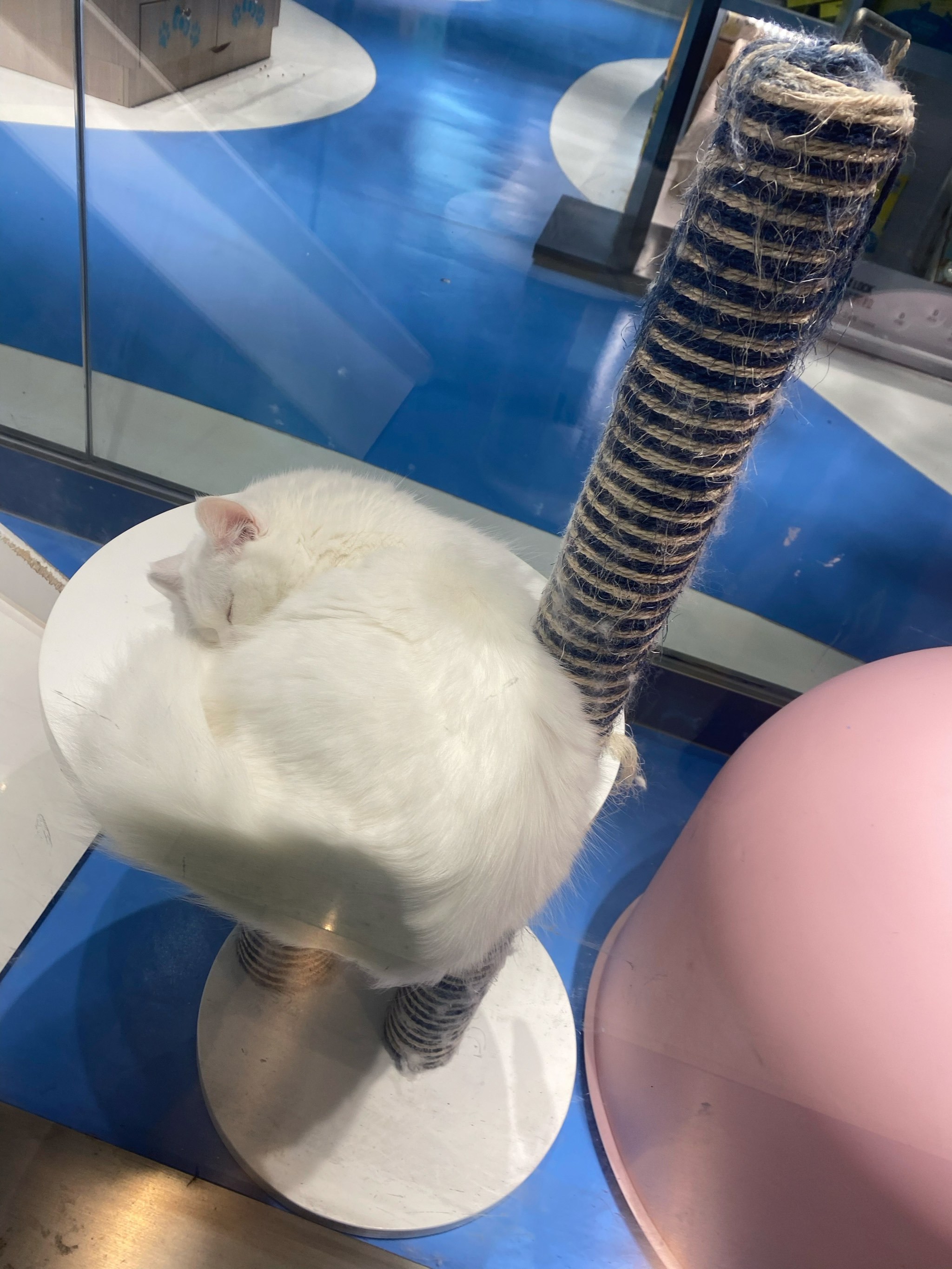 toby哪个机构(toby英语机构好吗) toby哪个机构(toby英语机构好吗)